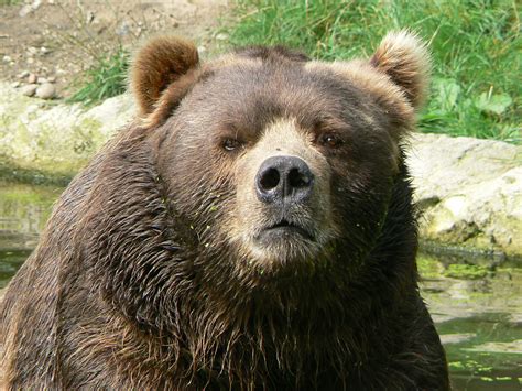 Filemale Kodiak Bear Face
