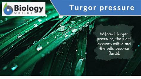 Turgor Pressure Definition And Examples Biology Online Dictionary
