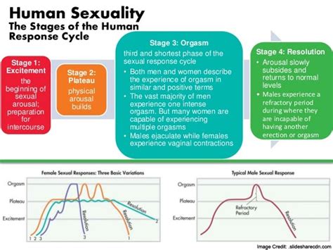 Sexual Response Cycle 4 Stages Of Sexual Response