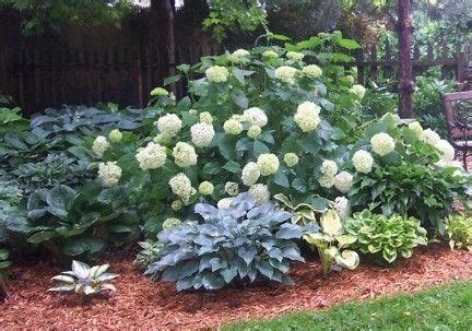 Hydrangeas, also called hortensias, are beautiful plants with big flowers. annabelle hydrangea - Google Images | Hortensien garten ...