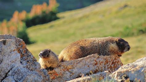 The Travelers Guide To Rocky Mountain National Park Wildlife Mortons
