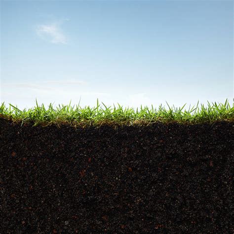 Grass Dirt Stock Photos Pictures And Royalty Free Images Istock