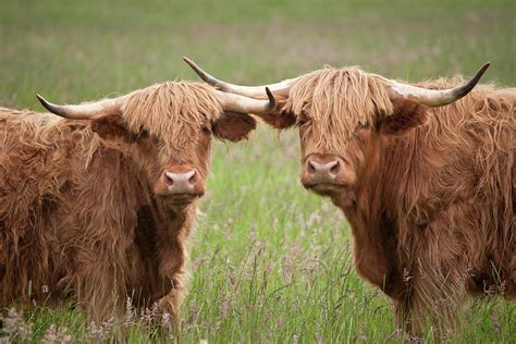 close up of two highland cows in a field photograph by abzee fine art america