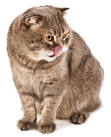 Learn all you need to know right here. Can Cats Eat Baby Food? Good or Bad Idea? Best Advice