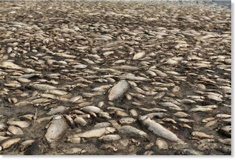Thousands Of Dead Fish Wash Up On Drought Stricken Greek Lake — Earth