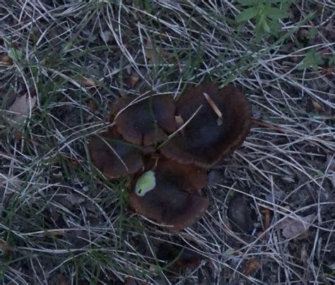 Help Id Blackbrown Mushroom Growing Out Of Grass