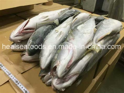 frozen yellow tail 500 700g for sale china price supplier 21food