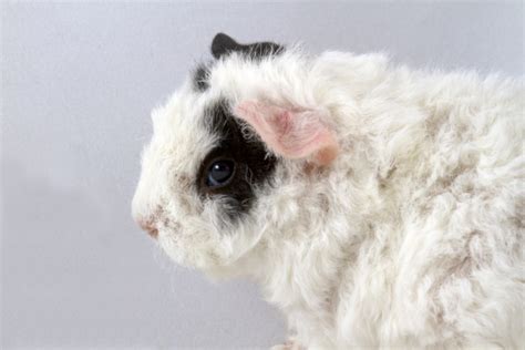 Merino Guinea Pig Pictures Temperament And Traits Pet Keen