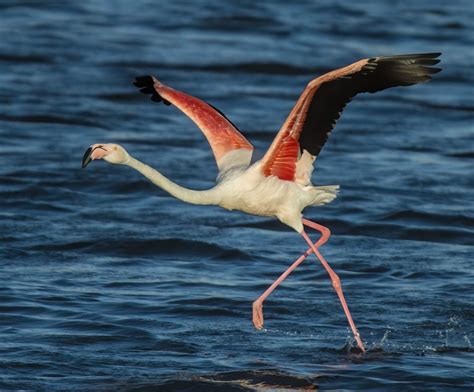 Greater Flamingo The Dramatic Migrator Owen Deutsch Photography