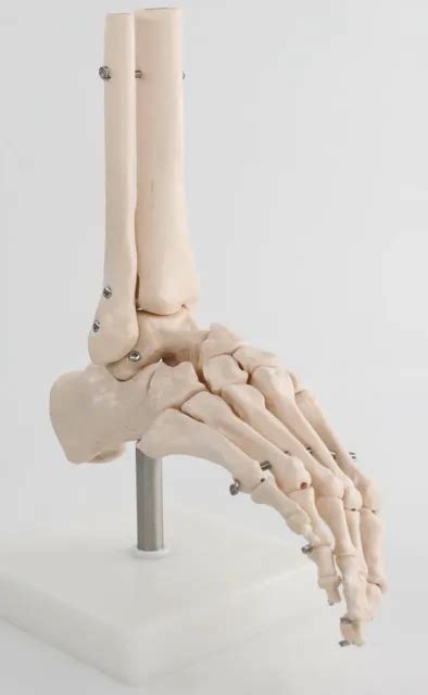 Life Size Foot Ankle Joint Anatomical Skeleton Model Medical Display