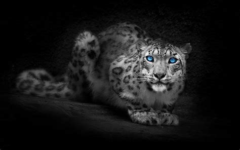 Snow Leopard Full Hd Wallpaper And Background Image 1920x1200 Id432430