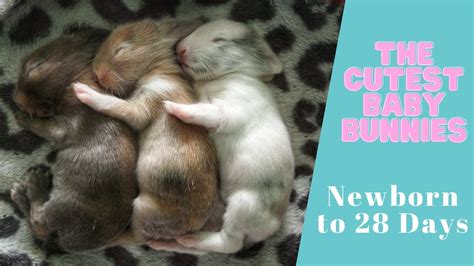 The Cutest Baby Bunnies Newborn To 28 Days Youtube