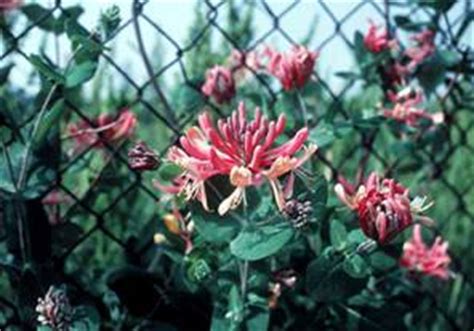 I haven't seen this color of honeysuckle before. PROPAGATING HONEYSUCKLE VINE