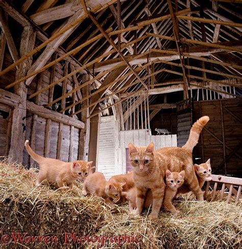 Barn Cats In 3d 1 R Photo Wp00201