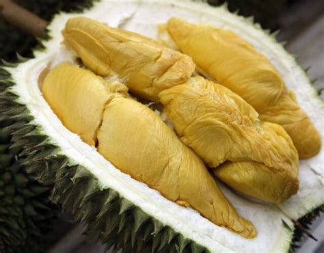 Savor The Supreme D101 Durian The Exotic Luxury