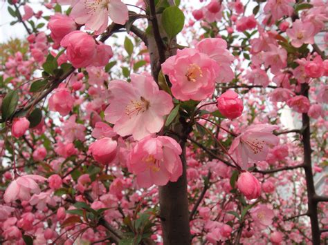 Plum Blossoms Suzhou Plum China