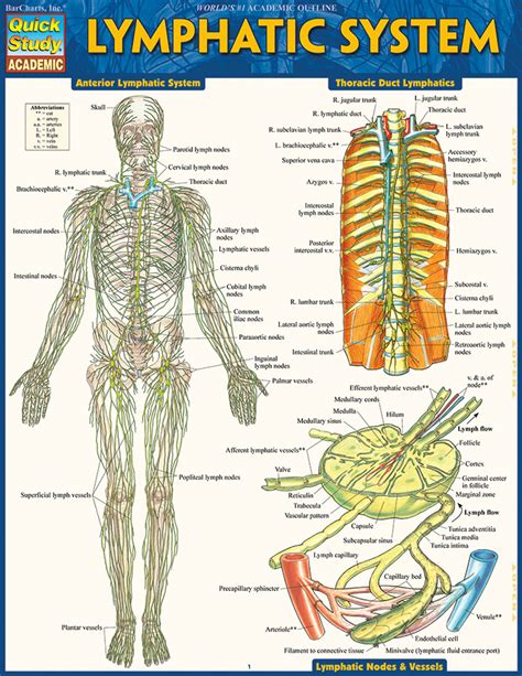 Quickstudy Lymphatic System Laminated Study Guide 9781423233183