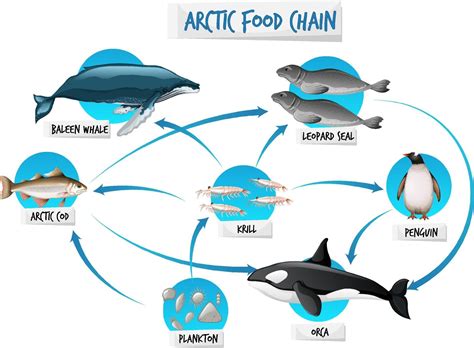 Ocean Food Chain Diagram