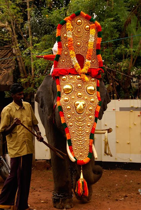 Kerala Elephant Festival Digital Art By Carol Ailles Pixels