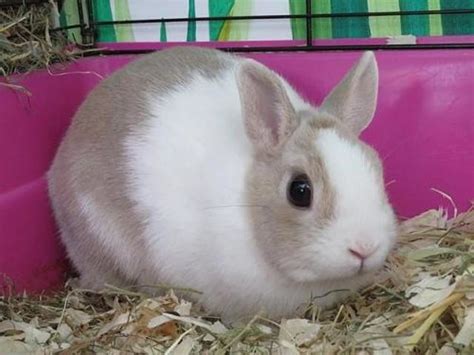 Cocoun rongeur NAC lapin à adopter dans la région Pays de la Loire