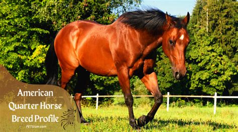 American Quarter Horse Breed Information - Petsium
