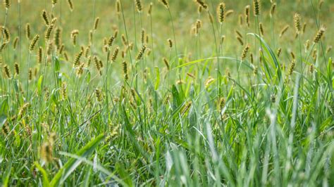 Annual Grassy Weeds Defined