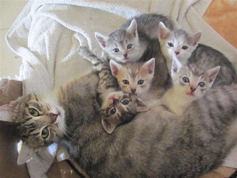 30 Mamans Chats Très Fières De Vous Présenter Leurs Petits Cute