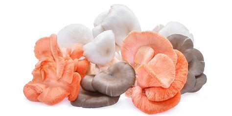 A Complete Guide To Oyster Mushrooms GroCycle