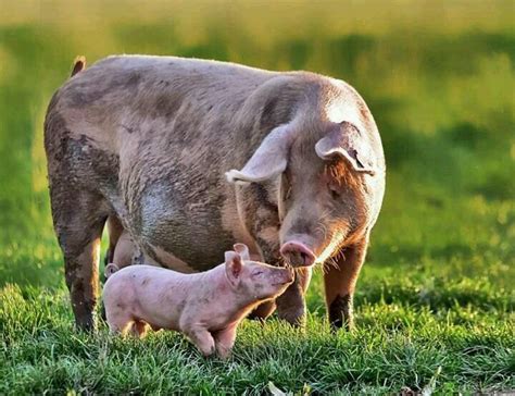 Mother And Baby Pig Babyjulb
