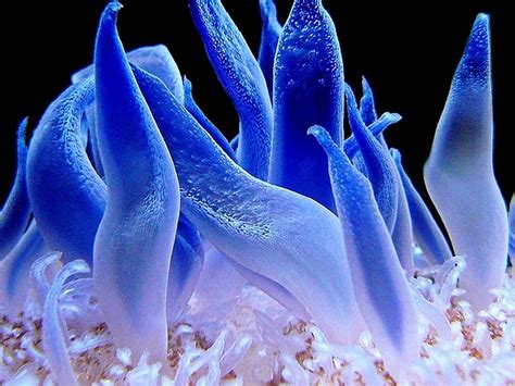 Anemone 2 Fish Sea Anemone Ocean Blue Underwater Hd Wallpaper