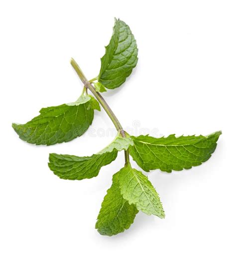 Fresh Green Mint Leaves Stock Photo Image Of Mint Aromatic 74844420