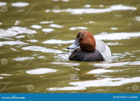 Redhead Duck From Front Stock Image Image Of Duck Pochard