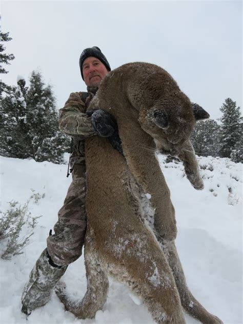 Mountain Lion Hunts — Bull Basin Guides And Outfitters