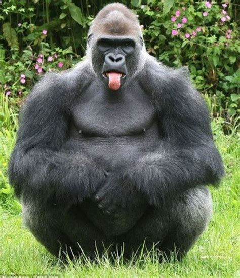 Stick That Tongue Out Zoo Animals Funny Animal Pictures Monkeys Funny