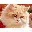 How To Care For A Persian Cat