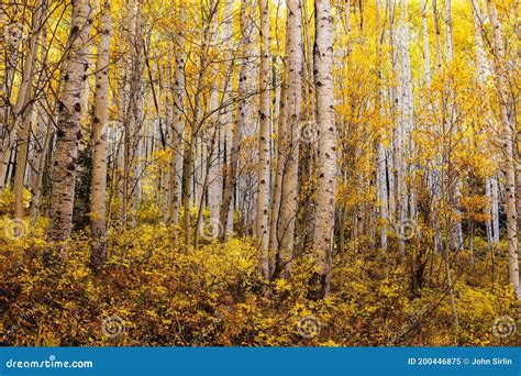 Autumn Landscape With Aspen Trees And Fall Colors Stock Image Image