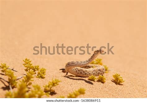 Wildlife Encounter Small Poisonous Sand Viper Stock Photo 1638086911