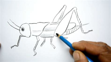 How To Draw A Grasshopper Drawing For Beginners Drawings Cool Easy