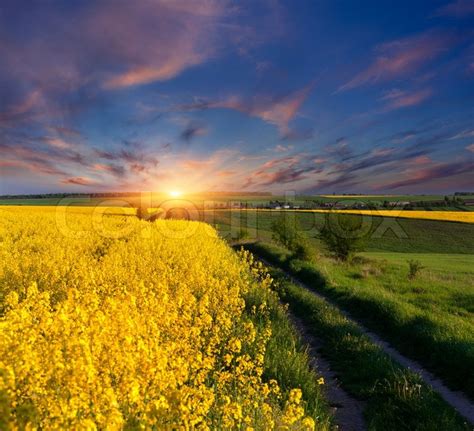 Summer Landscape With A Field Of Yellow Flowers Sunrise Stock Photo