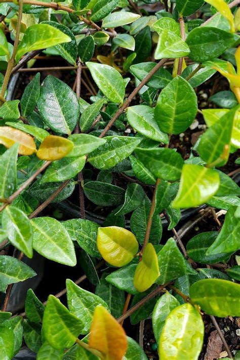 Asiatic Jasmine Ground Cover