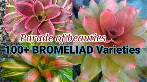 Bromeliad Varieties 100 Varieties Varietiesofbromeliads Youtube