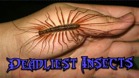 Top 10 Deadliest Insects In The World Daily Niti Otosection