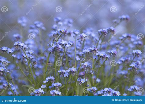Spring Blue Flowers Not Forget Me Myosotis On Natural Background