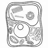 Cell Coloring Plant Structure Animal Célula Parts Partir Guardado sketch template