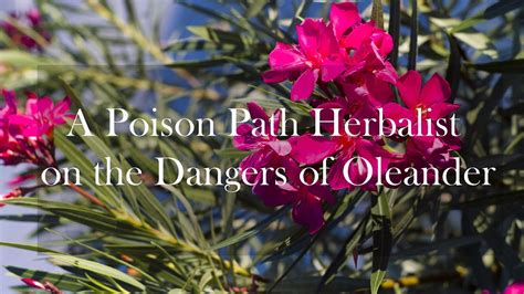 A Poison Path Herbalist On The Dangers Of Oleander Youtube