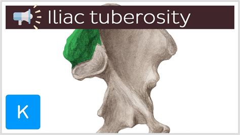 Iliac Tuberosity Anatomical Terms Pronunciation By Kenhub Youtube