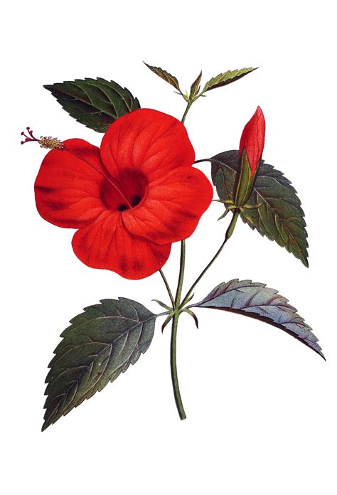 Hibiscus Flower Red Free Stock Photo Public Domain Pictures