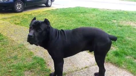 1 Year Old Cane Corso 156lbs Youtube