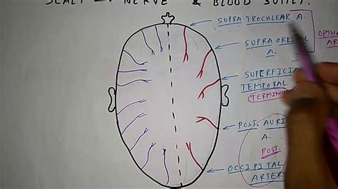 Scalp Nerve And Blood Supply Tcml Youtube