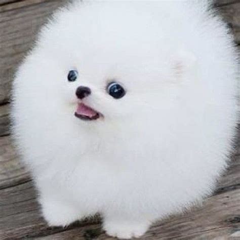 Pom White Pomeranian Cute Puppies Pets Lovers